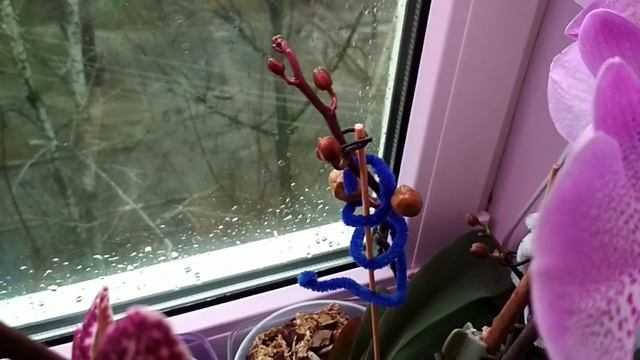Цветение фаленопсисов Flash dance, Burgundy, Black Face и Yolo и другие смотреть онлайн