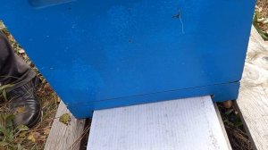 боремся с клещом терпентиновым маслом