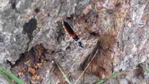 Захмелевшая Бабочка Адмирал напилась сока*Очень красивая!!!