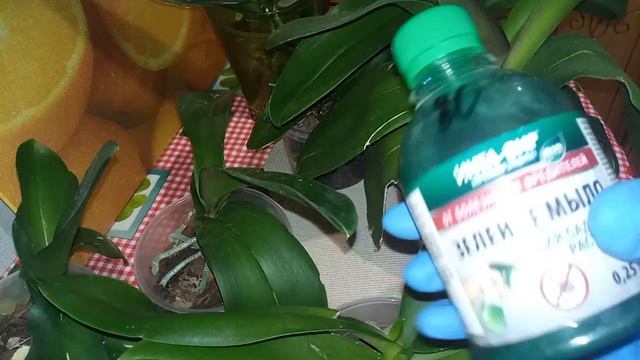 Тотальная обработка всех орхидей.Трипсы и панцирные клещи и т.д.Зеленое мыло.Фитоверм.Орхидеи. смотреть онлайн