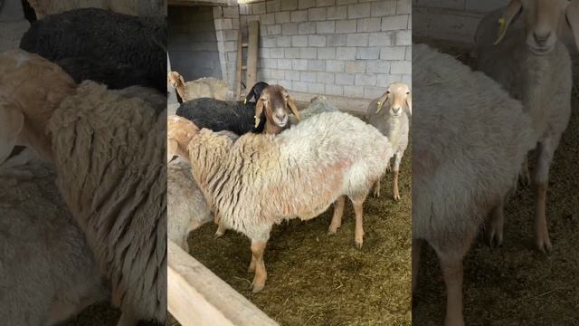 Арашана-гиссарские ягнята от 1,5 до 2 месяца смотреть онлайн