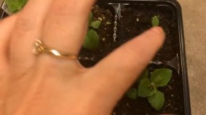 Мимулюс 11.03.18 Первые цветы мимулюса