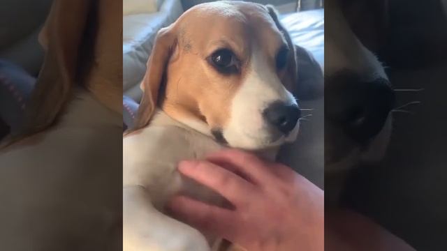 Глажу своего щенка Бигль смотреть онлайн