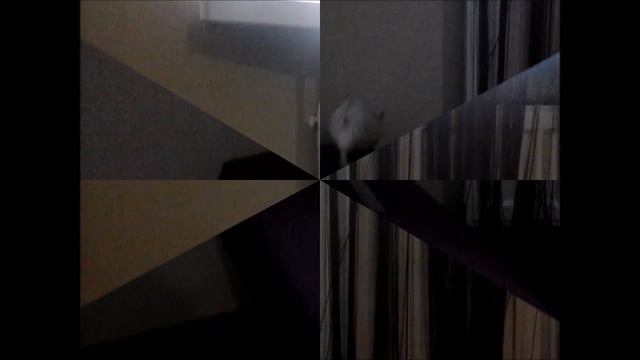 Как прыгают крысы (замедленная сьемка) смотреть онлайн