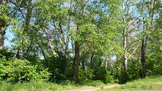 Звуки природы . Пение птиц . Кукушка смотреть онлайн