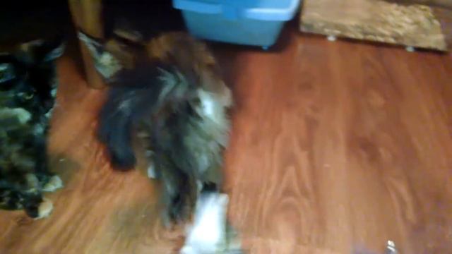 Котята породы Мейн кун или как высоко могут прыгать котята в 2 месяца