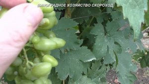 Как выглядит оидиум на ягодах винограда