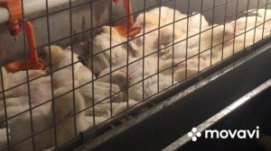 Бройлер в Клетке или на Полу/ Очень Распространённый Вопрос