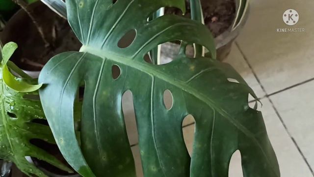 Permanent Ornamental Plants For Home Garden🏡