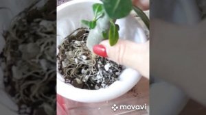 Адениум/ пересадка ошибочных адениумов/Позеленел субстрат