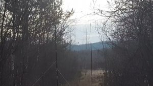 Ловля певчих птиц 24 октября 2021 год, поймал белапоясых клестов.