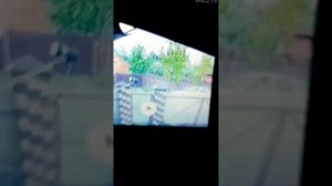 народное средство от рака трава болиголов