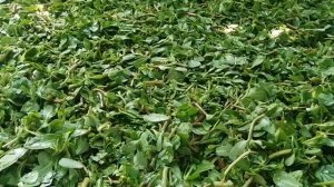 12 июля 2021 г. ПОРТУЛАК ОГОРОДНЫЙ