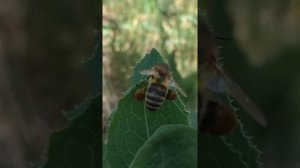 Пчела на даче (продолжение)