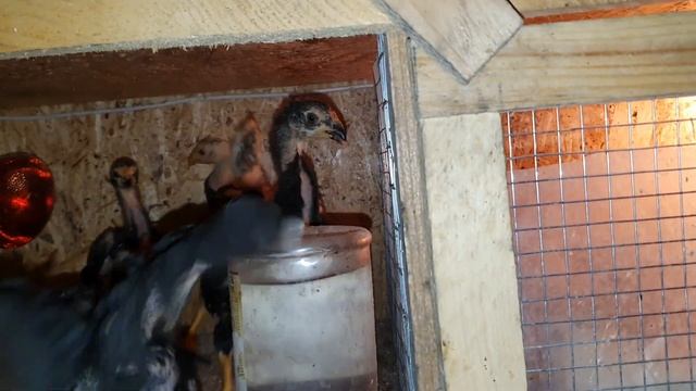 Цыплята шамо (shamo) от 15.12.2021г. смотреть онлайн