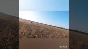 Охота на перепела 2020г.,с эпаньоль бретоном.#эпаньольбретон  #охота_на_перепела #охота36