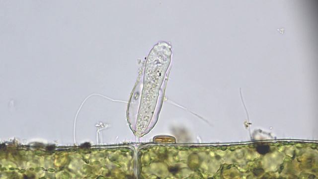 Cothurnia annulata смотреть онлайн