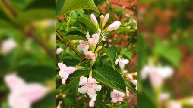 Очищающая пространство. Лечебная музыка 417 Гц смотреть онлайн