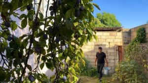 ВАРЕНЬЕ ИЗ ПЛОДОВ КИЗИЛА И КОМПОТ Азербайджанская Кухня Деревенская Кухня  Рецепты