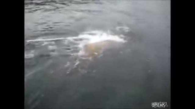 Прикол про рыбалку и лодку. Класно мужик хвостом по морде отгреб)). Рыбке не охота на сковородку.