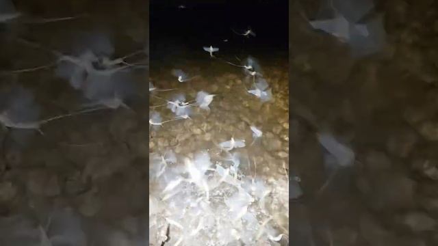 "Вылет" метелики (бабочки Подёнки) смотреть онлайн