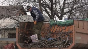 Аварийное дерево: куда обращаться, чтобы спилили