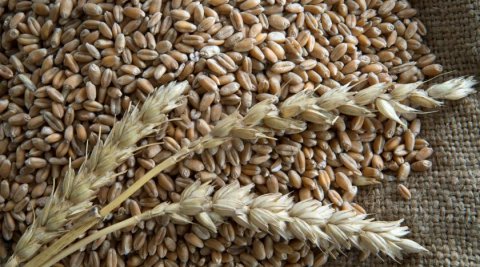 ЕК продлила запрет на импорт зерна с Украины до осени