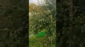 Груша сорта - Памяти Жегалова в ЛенОбл