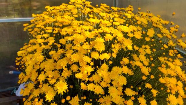 КРАСОТА В ТЕПЛИЦЕ/ПРОЛИВАЮ ВСЕ/СНЕГ СЛОМАЛ ЦВЕТЫ смотреть онлайн