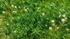 Кукушка, кукушка, сколько мне осталось: откуда произошла легенда об отсчете лет