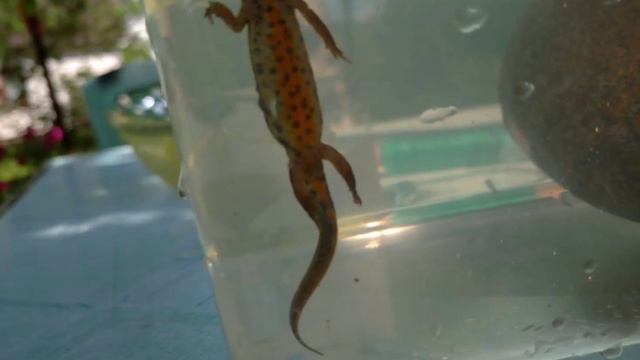 Тритон ( хорошо видео 😀) смотреть онлайн