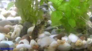 Крапчатый сомик. Разведение, содержание, размножение.