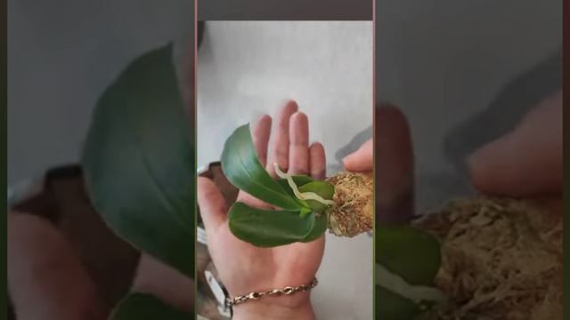 Не узнать!Великолепный тургор, корни за неделю! Полное видео с получением и манипуляциями в описании