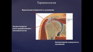 Базовый курс по МРТ Лекция «МР анатомия плечевого сустава и методика сбора данных»Учеваткин А.А._3