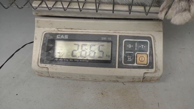 КАКОЙ ПОРОДЫ ЭТИ КРОЛИКИ Кролики содержание и разведение