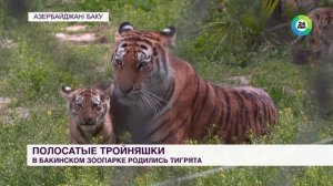 Тигрята-тройняшки впервые родились в Бакинском зоопарке