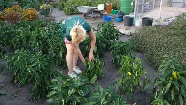 Наша дача. Как хорошо иметь дачу. Урожай и тёплые встречи на даче. смотреть онлайн