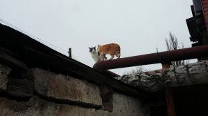 Встретилисть два одиночества