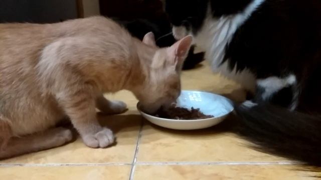 Ночная вечеринка у котов смотреть онлайн