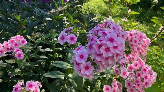 Мои любимые флоксы. смотреть онлайн