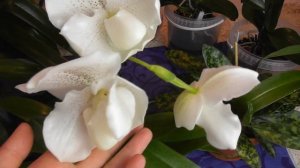 Цветение Masdevallia decumana и сюрприз от Paphiopedilum White Lady