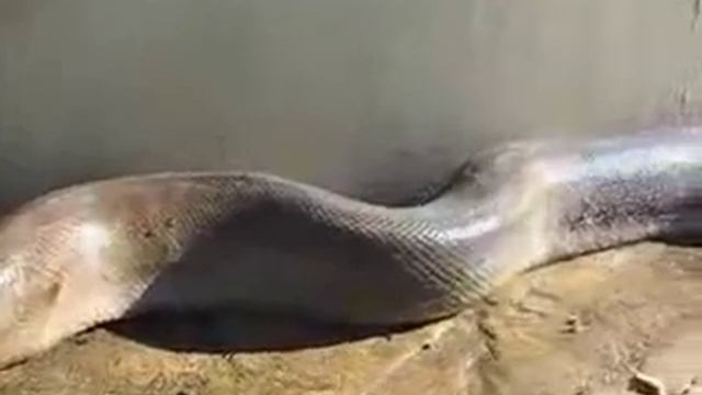 Самая большая змея на земле была найдена мертвой смотреть онлайн