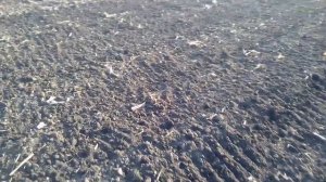 Боронование или культивация? Что лучше?