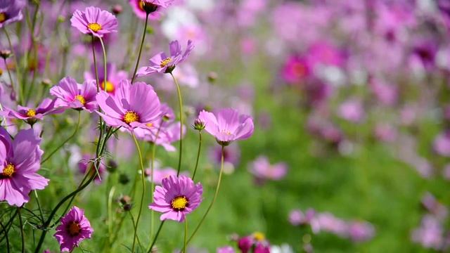 Для улучшения энергии тела ?Расслабляющая медитация смотреть онлайн