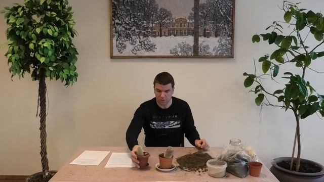 ЦветСовет. Кактусы