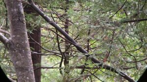 Nikon Monarch HG 10X42 FOREST Walk #46