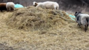 / ОВЦЫ КУРДЮЧНЫЕ и РОМАНОВСКИЕ/KURDYUCHNY and ROMANOV SHEEP//Мое фермерское хозяйство//обзор фермы/