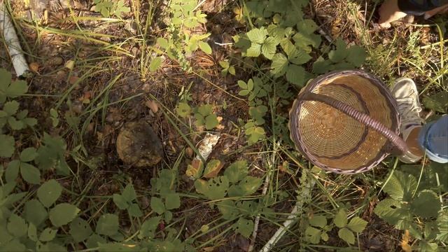 Просто Лес 2021 07 29 смотреть онлайн