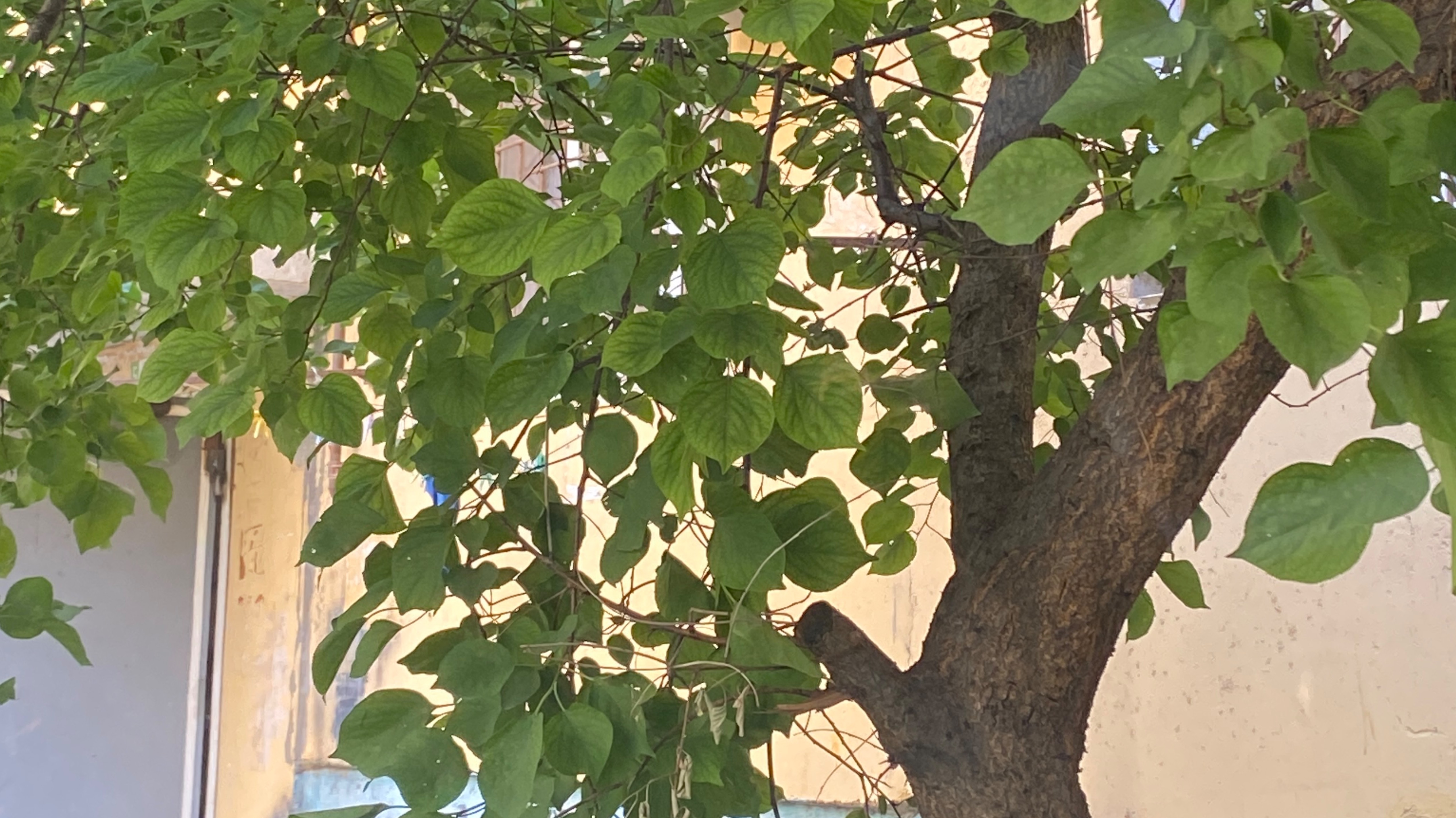 Махачкала. Прогулка по поводу смотреть онлайн