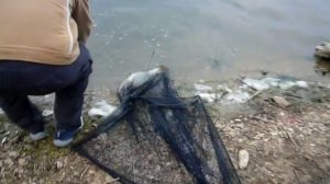 Межура, паклёвка.